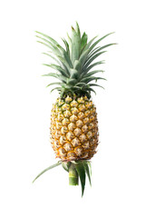 Fresh pineapple on white background.