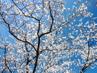 青空と桜