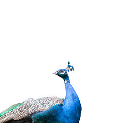 Obraz premium Peacock isolated on white background.