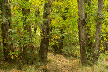 Alberi di castagni a inizio autunno