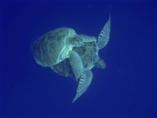 sea turtle coupling