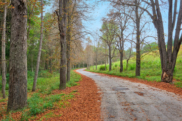 Forest Road in Autumn