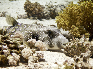 pufferfish © Pierluigi Leggeri