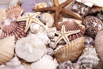 background of group of various seashells