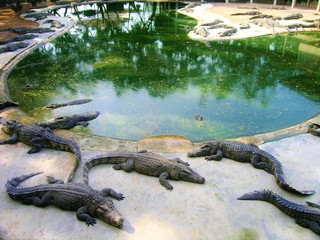 crocodile Farm. Thailand