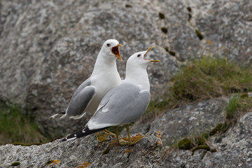 Sturmmöwe, Common gull, Larus canus