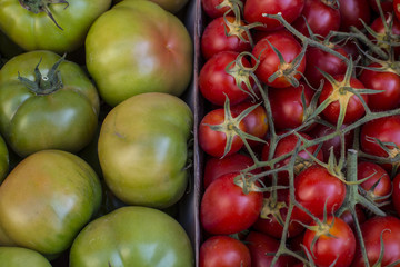 Pomodori