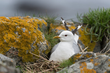 Sturmmöwe, Common gull, Larus canus