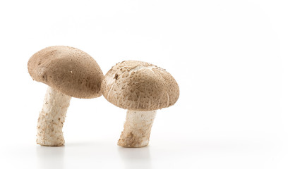 Eringii Mushroom