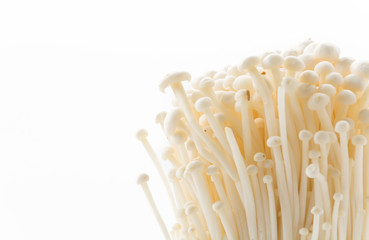 Golden needle mushroom