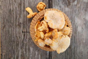 Fototapeta premium Chanterelles