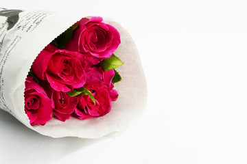 pink roses on white background