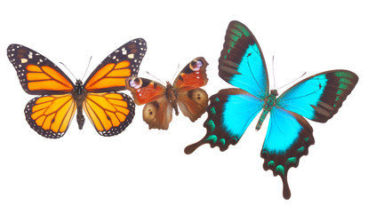 Obraz premium Peacock, monarch and Sea Green Swallowtail butterflies 