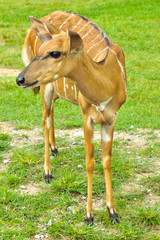 Naklejka na ściany i meble Fawn standing on grass