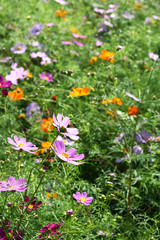 Colorful Cosmos field
