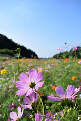 Colorful Cosmos field
