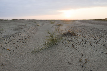 Morning dew. 
Early morning dew on the grass in the sun.