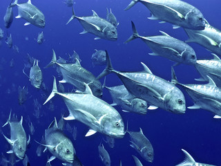 jackfish school vortex