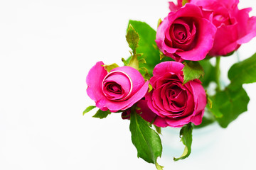 pink roses on white background