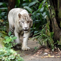 Naklejka premium White Tiger Walking Towards Viewer