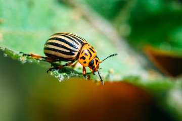 Colorado Potato Striped Beetle Leptinotarsa Decemlineata