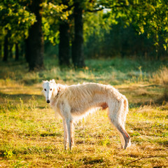 Obraz na płótnie Canvas White Russian Dog, Borzoi, Hunting dog in Summer Woods