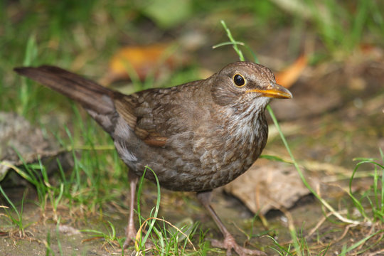 รูปภาพMerla เลือกดูภาพถ่ายสต็อก เวกเตอร์ และวิดีโอ98 Adobe Stock