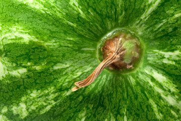 background of watermelon with a tail