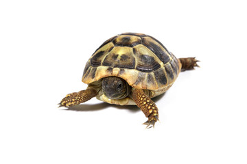 Tortoise