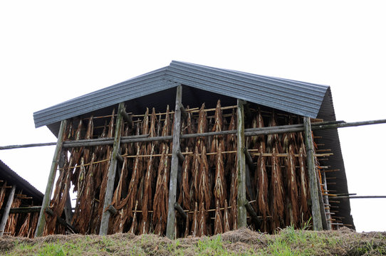 Tabakplantage Tabak Anbau