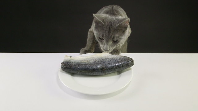 Domestic cat stealing raw fish from the table