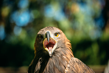 Eagle Haliaeetus albicilla on green grass background