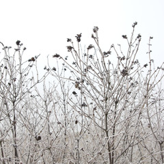 frozen plants, selective focus