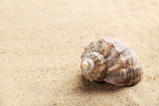 Sea shell on a beach sand