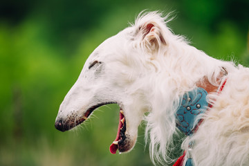 White Russian Wolfhound Dog, Borzoi, Russian Hunting, Sighthound