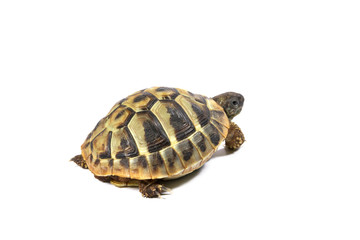 Obraz premium Tortoise