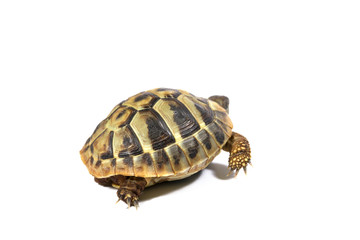 Tortoise