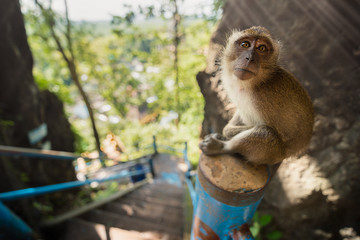 Monkey sit on stair in sunlight