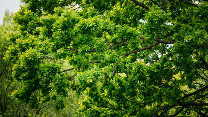 Fototapeta na wymiar Branches Of Oak Tree With Fresh Green Foliage