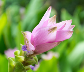 Pink Siam Tulip