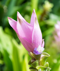 Pink Siam Tulip