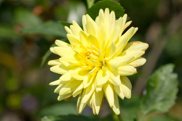 Yellow dahlia