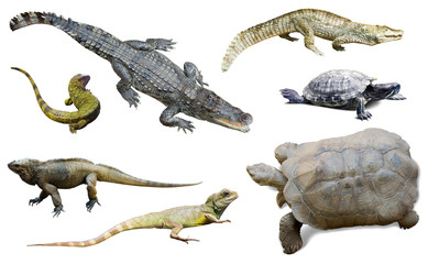 Fototapeta premium set of several reptilian