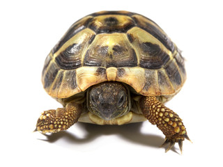 Tortoise