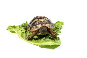 Tortoise