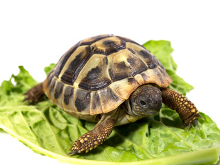 Tortoise