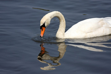 Swan