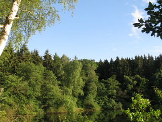 Obraz premium Wald mit See und blauer Himmel