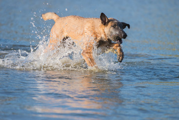 Malinois dog running in the lake water