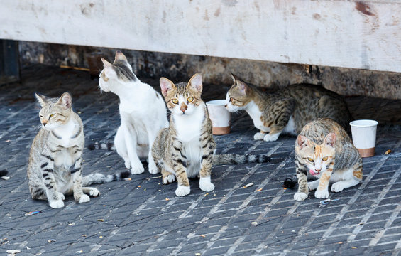 Group homeless cats